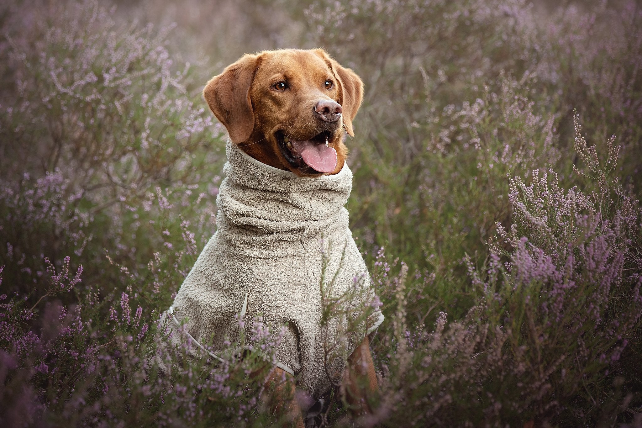 Badjas voor honden: de voordelen na zwemmen, wandelen en trainen
