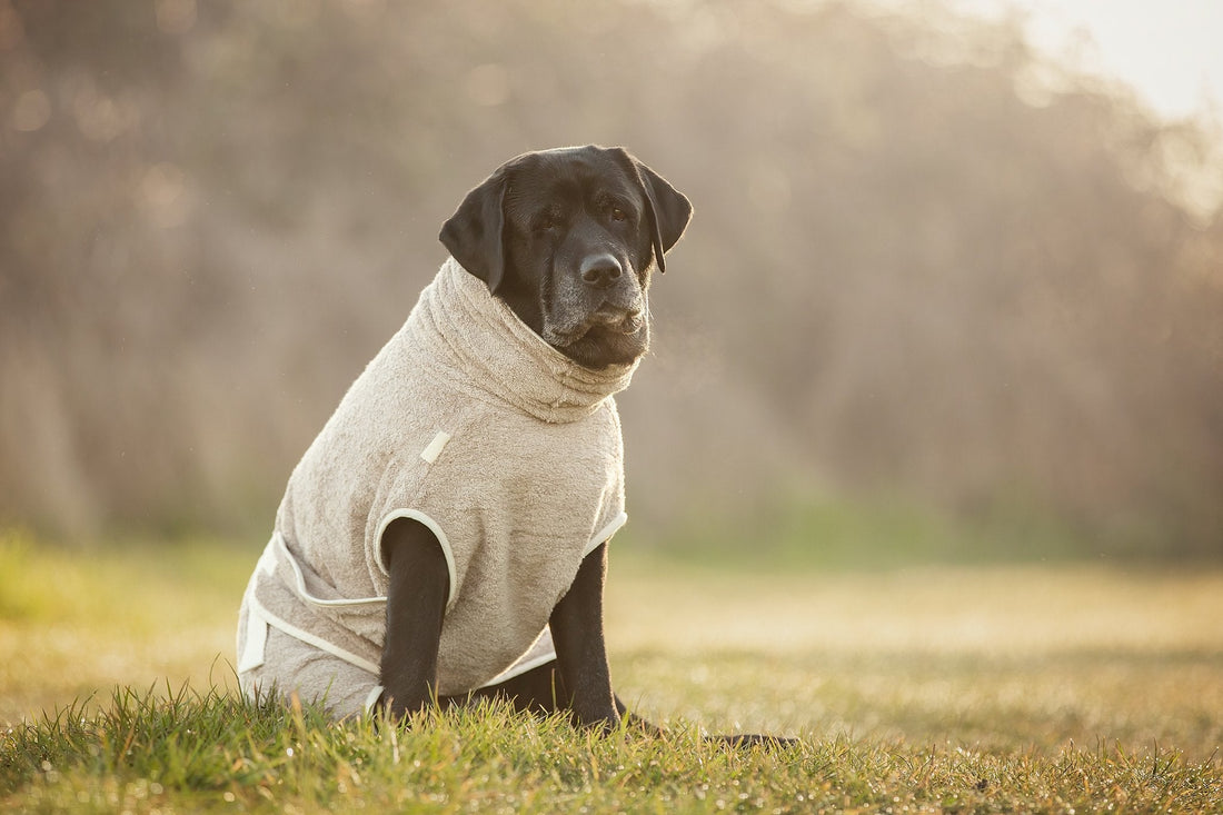 Waarom oudere honden baat kunnen hebben bij een hondenbadjas