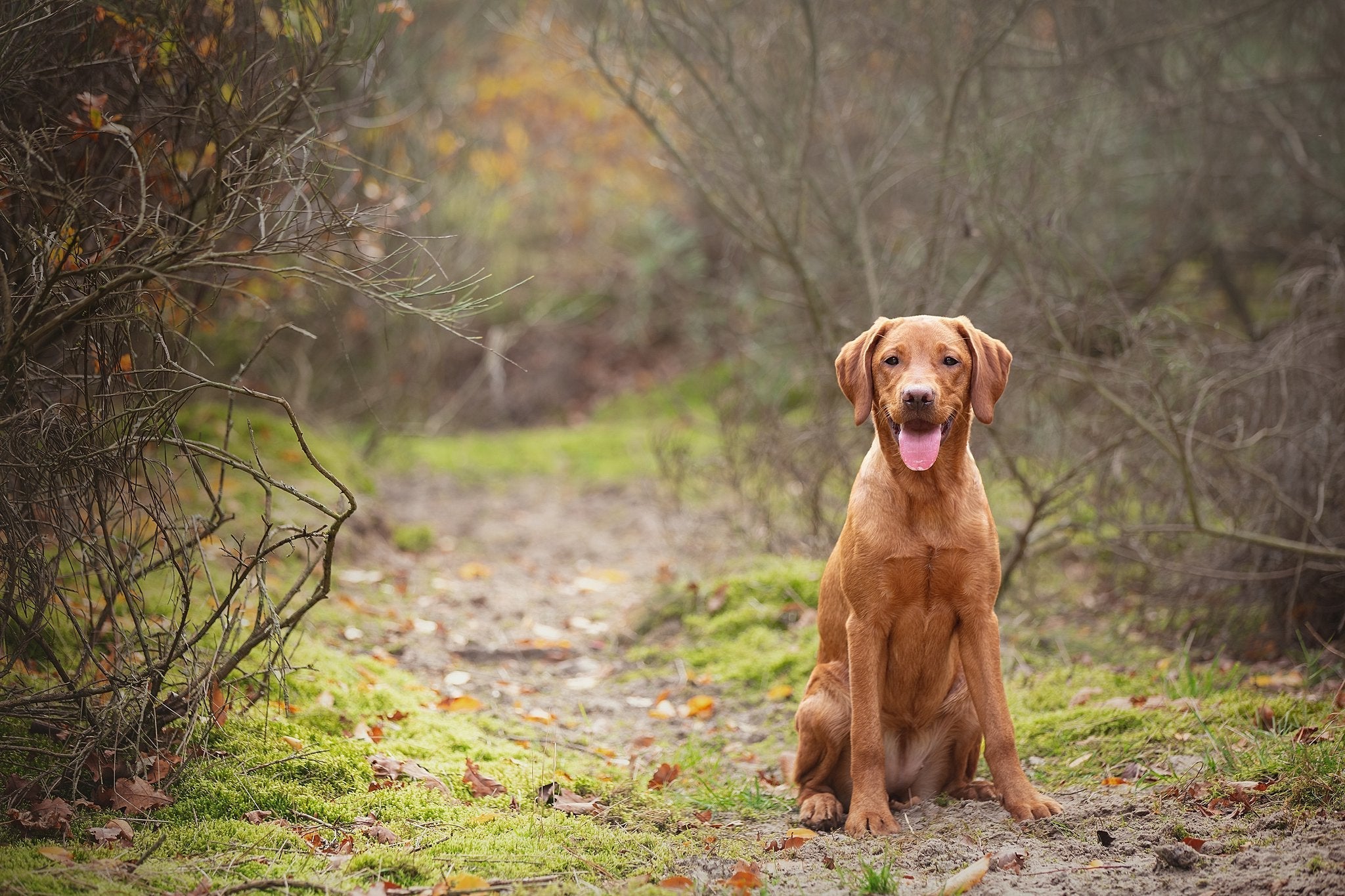 Stress bij honden: wat het is en waarom het niet altijd negatief is