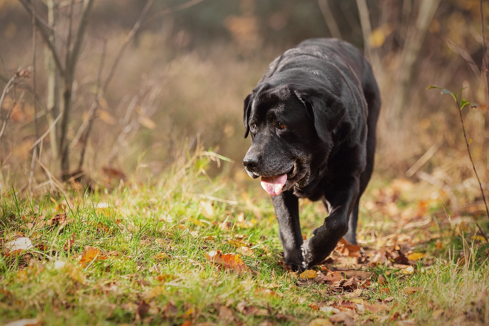 Waarom snuffelwandelingen zo goed zijn voor je hond