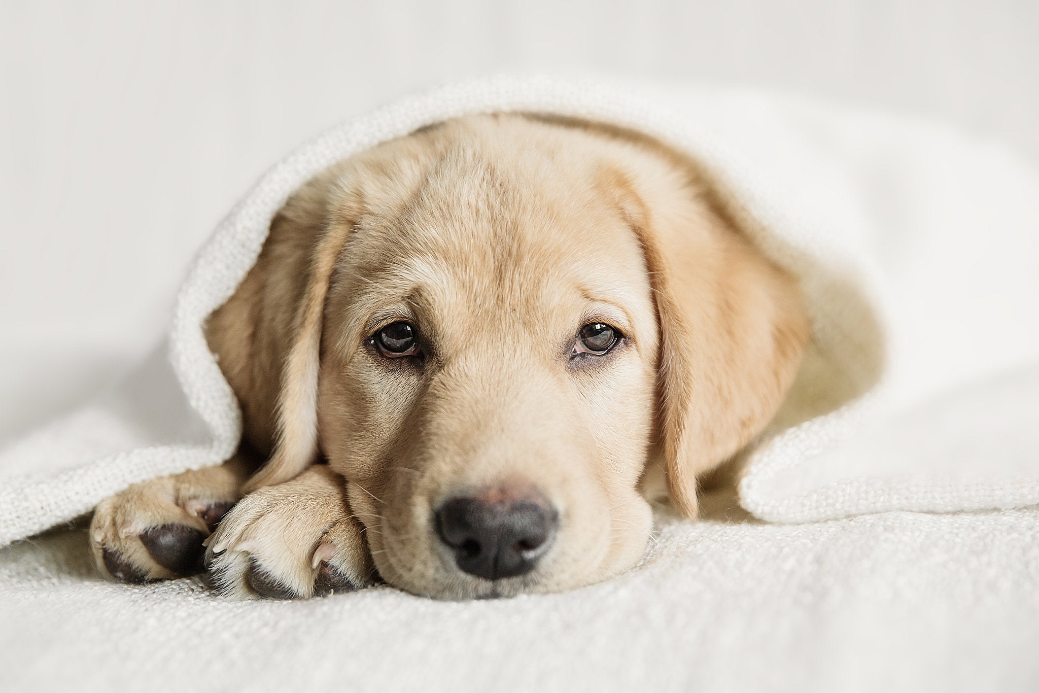 Waarom rust net zo belangrijk is als beweging voor actieve honden