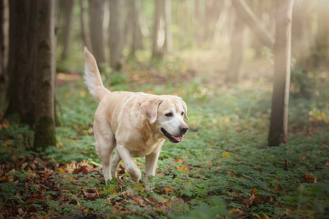 Wat doet geur met het stressniveau van je hond?