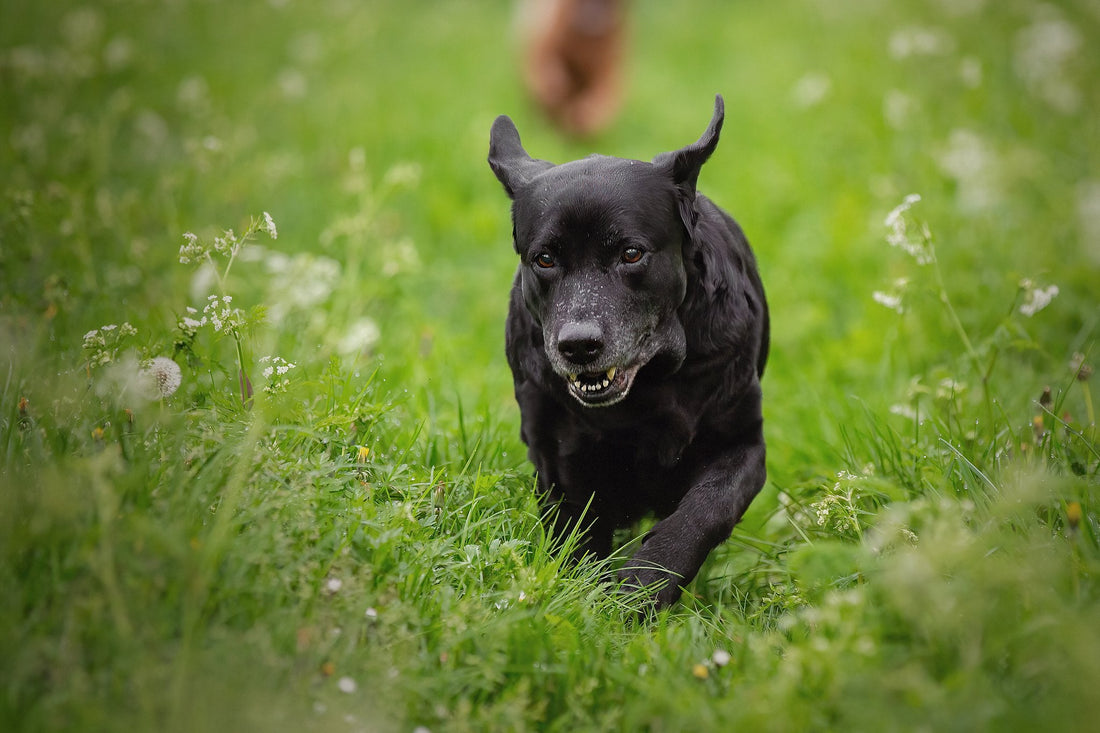 Waarom een vaste wandelroute juist goed kan zijn voor je hond