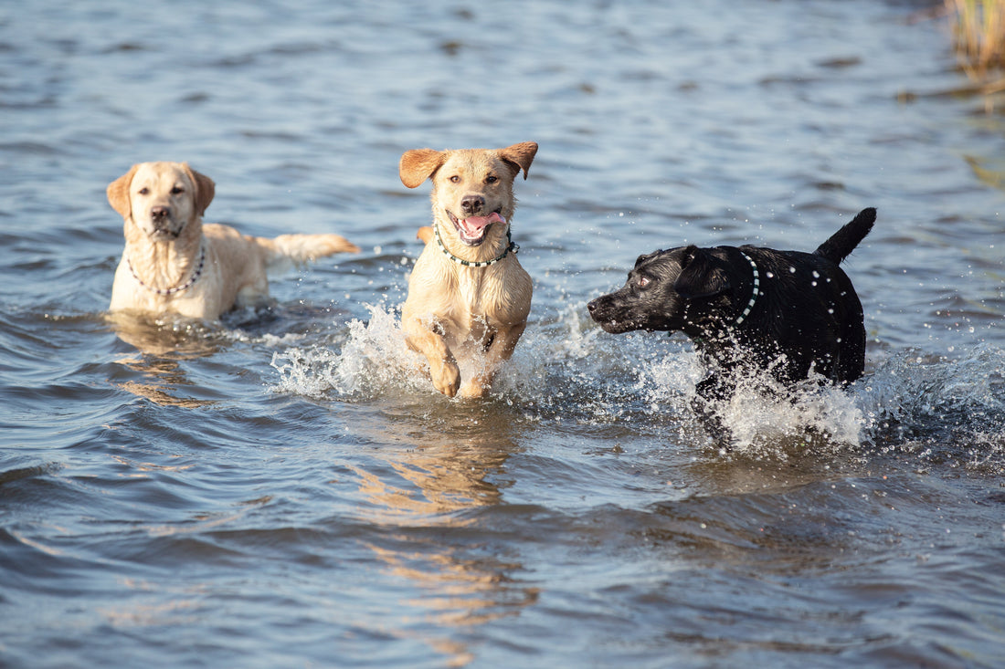 Drie Labradors in het water op een warme zomerdag
