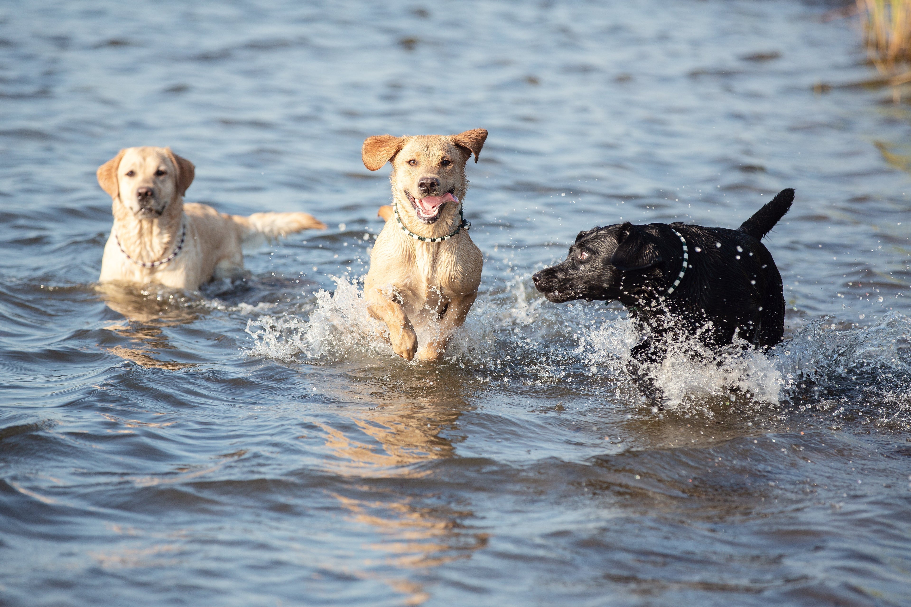 Drie Labradors in het water op een warme zomerdag
