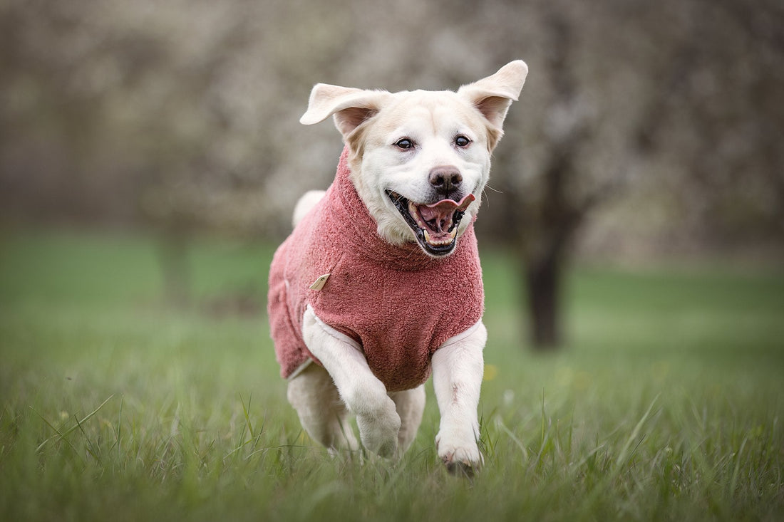 Hoe herken je dat je hond overprikkeld is?