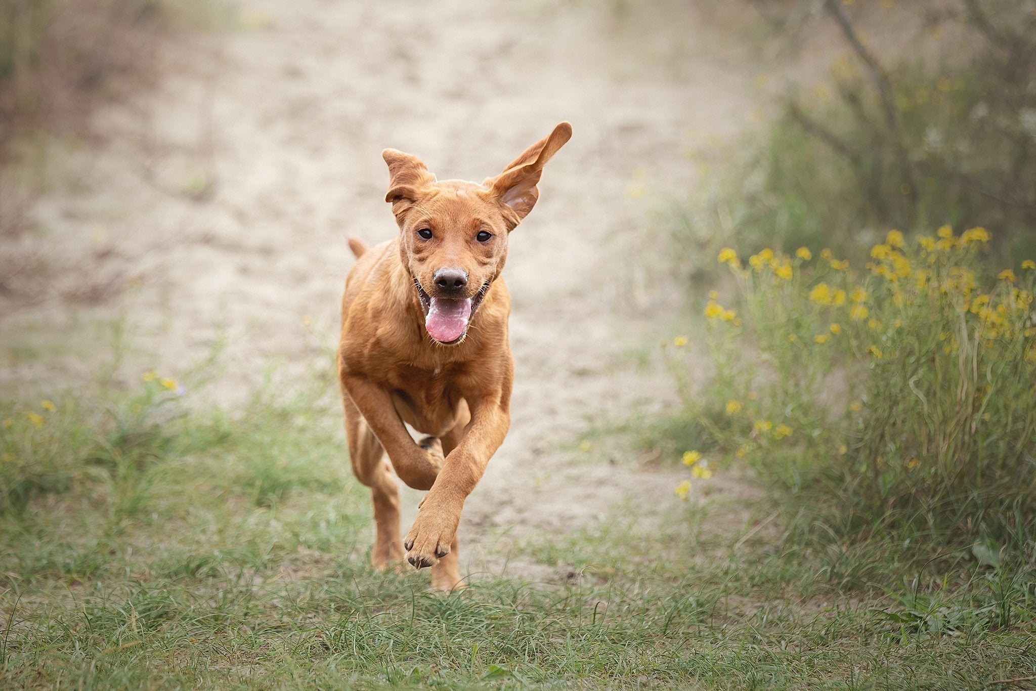 Waarom sommige honden moeilijk tot rust komen na een actieve dag