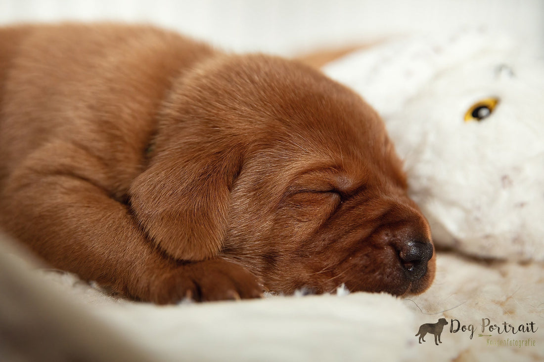Hoe creëer je een rustige plek in huis voor je hond