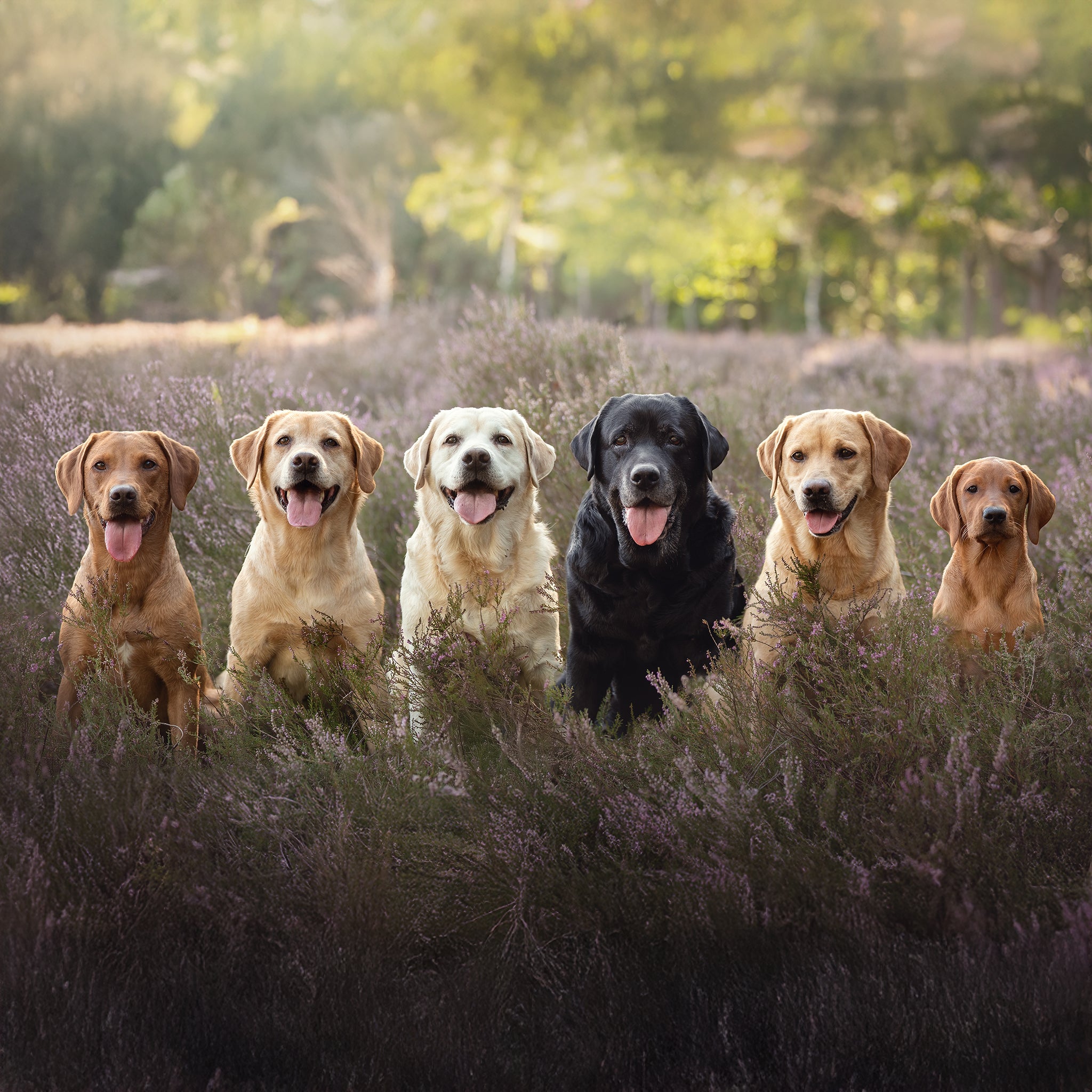 Zes Labradors poseren naast elkaar tussen de bloeiende heide