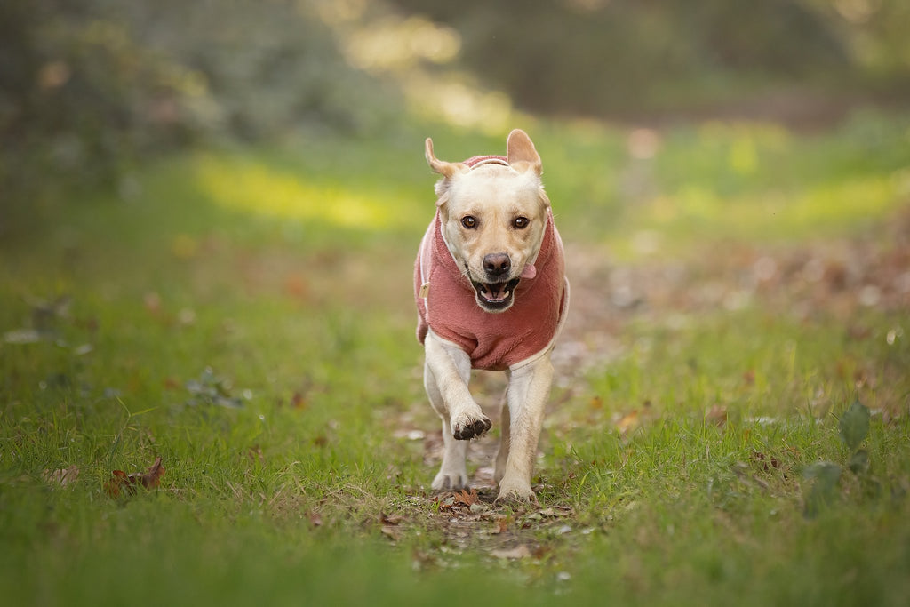 Dog Wellness Hondenbadjas - Blossom