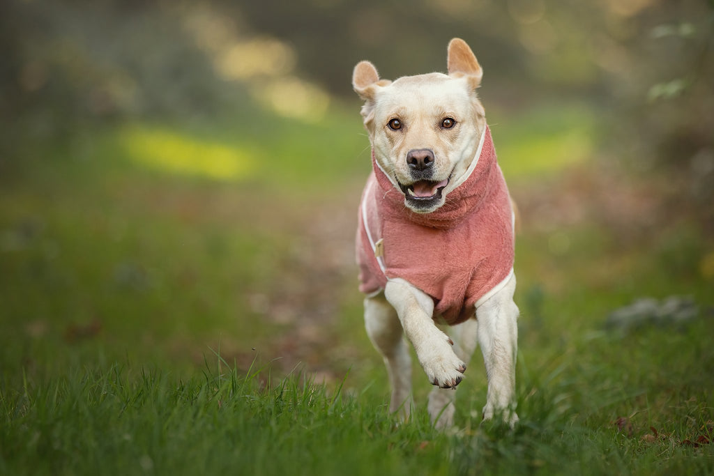 Dog Wellness Hondenbadjas - Blossom