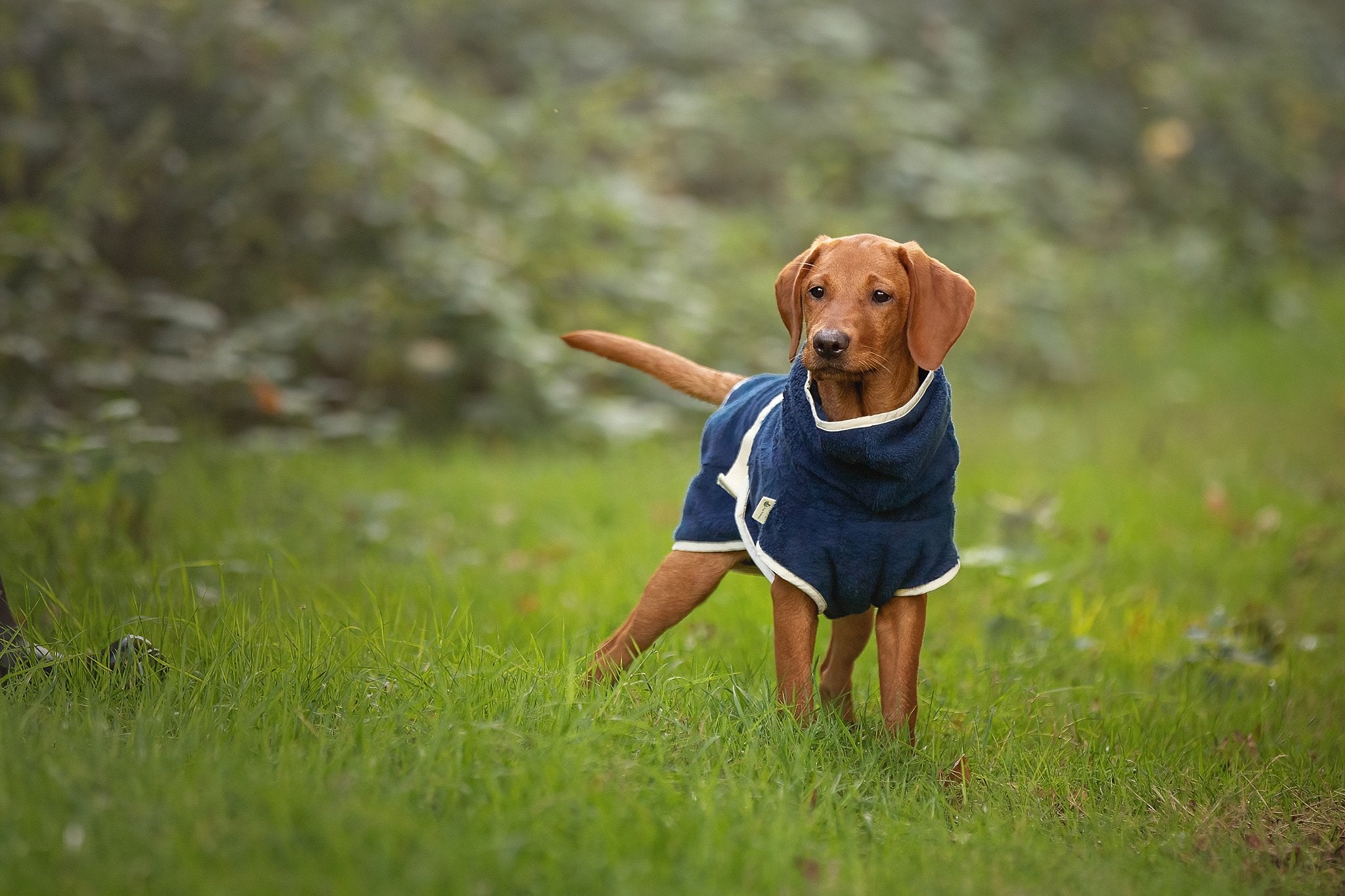 Dog Wellness Hondenbadjas - Indigo